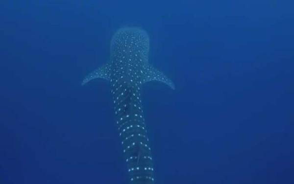 鲸鲨是什么鲨鱼?