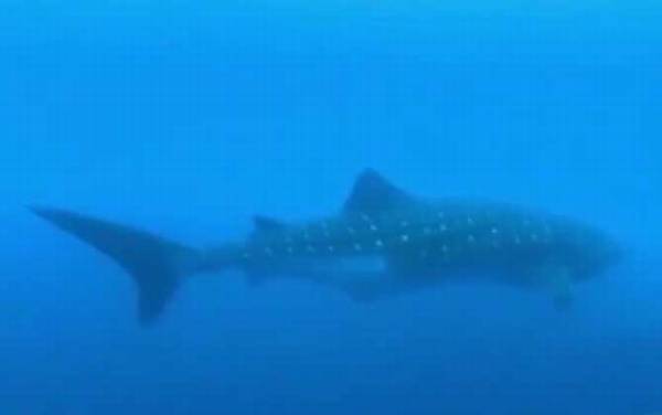 鲸鲨是什么鲨鱼?
