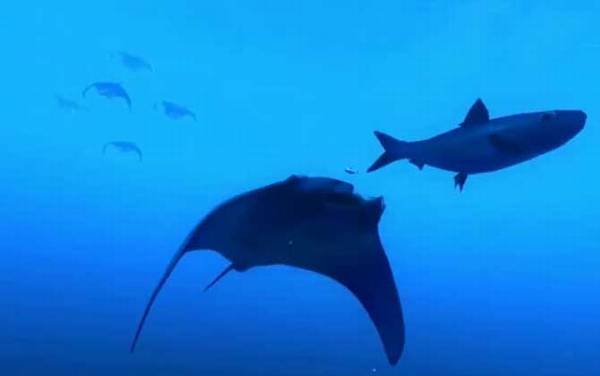 ��������ʲô���