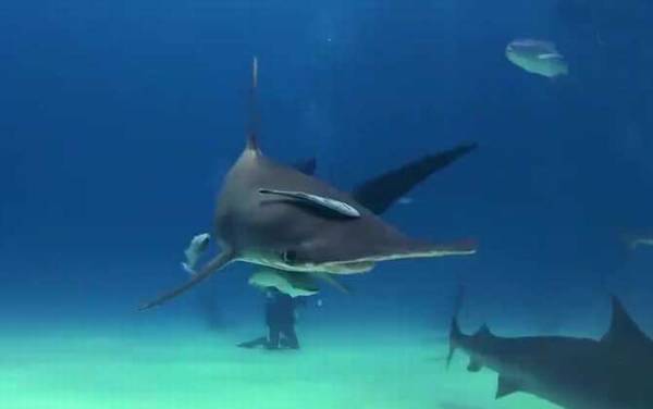 双髻鲨是什么鲨鱼?