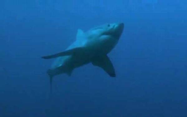 大白鲨是什么鲨鱼?