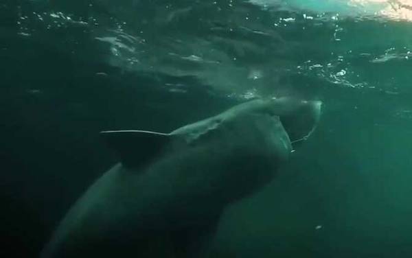 格陵兰鲨是什么鲨鱼?