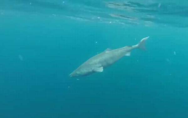 格陵兰鲨是什么鲨鱼?