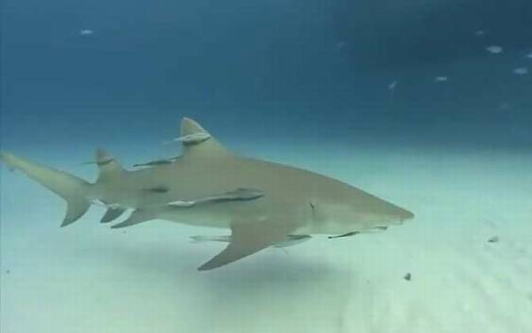 柠檬鲨是什么鲨鱼?