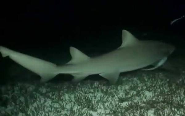 柠檬鲨是什么鲨鱼?