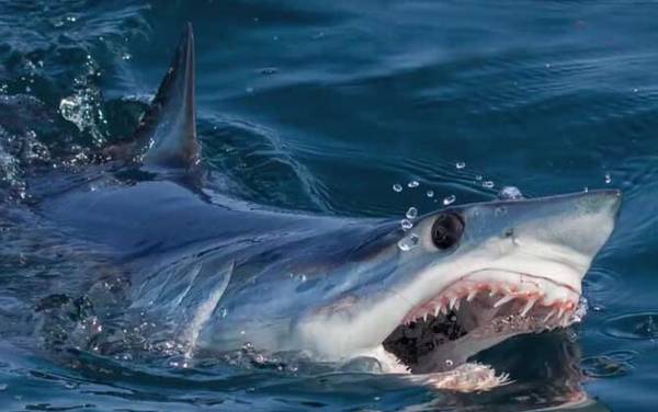 灰鲭鲨是什么鲨鱼?