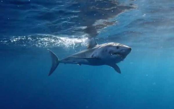 灰鲭鲨是什么鲨鱼?