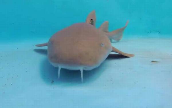 护士鲨是什么鲨鱼?