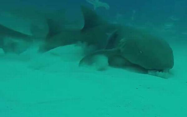 护士鲨是什么鲨鱼?