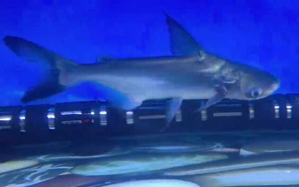 成吉思汗鲨是什么动物?