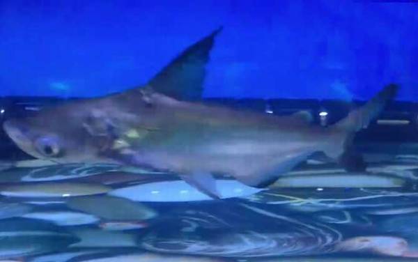 成吉思汗鲨是什么动物?
