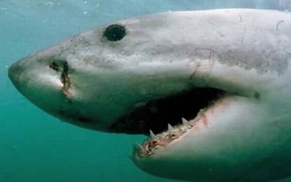 关于鲨鱼的资料有哪些?