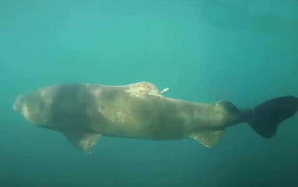 鲨鱼是不是哺乳动物?