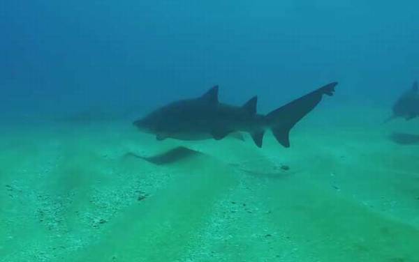 鲨鱼是不是哺乳动物?