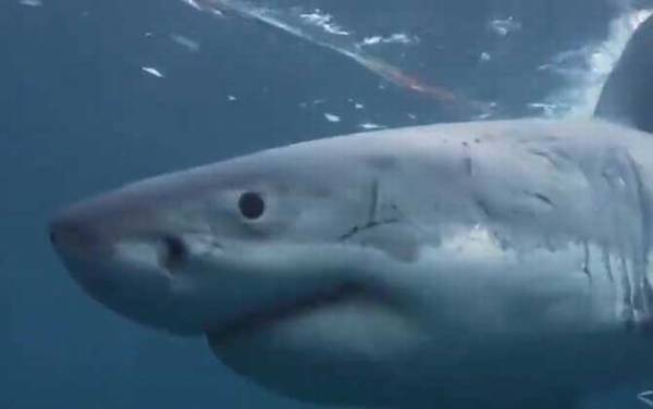 虎鲸vs大白鲨谁厉害?