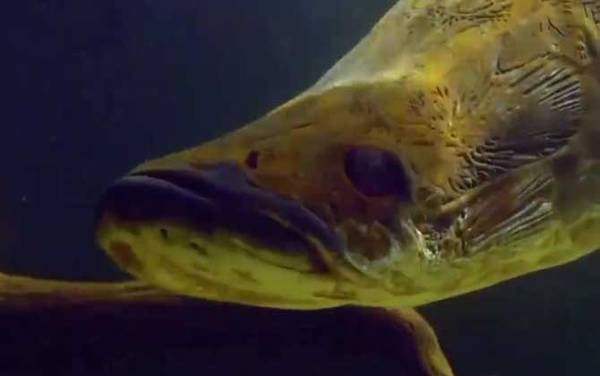 巨骨舌鱼吃食人鱼是真的吗?