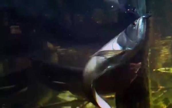 巨骨舌鱼吃食人鱼是真的吗?