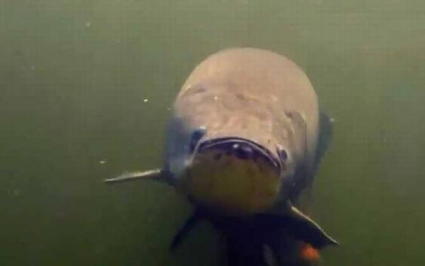 巨骨舌鱼吃食人鱼是真的吗?