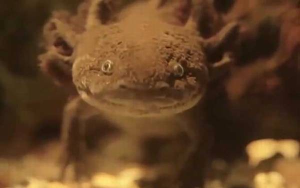 ���ǿ�����ʲôʳ�