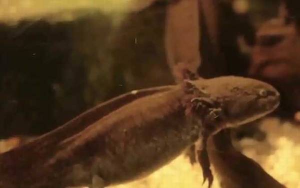 ���ǿ�����ʲôʳ�