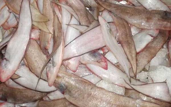 龙利鱼价格多少钱一斤?