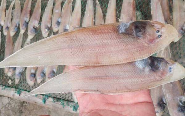 龙利鱼产地在哪里?