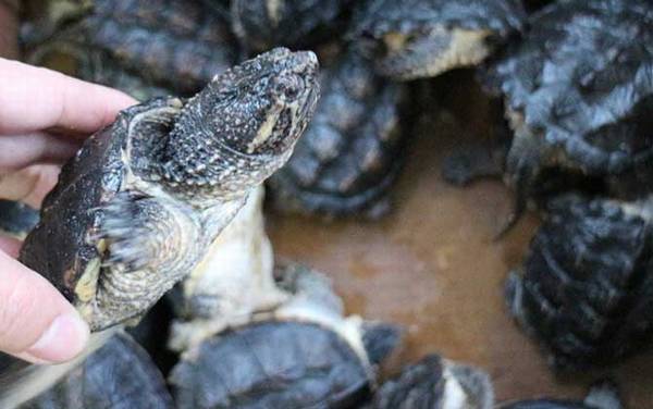 鳄龟苗价格多少钱一只?