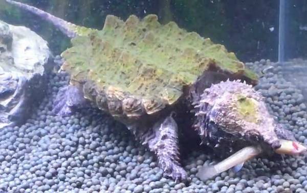 鳄龟苗价格多少钱一只?