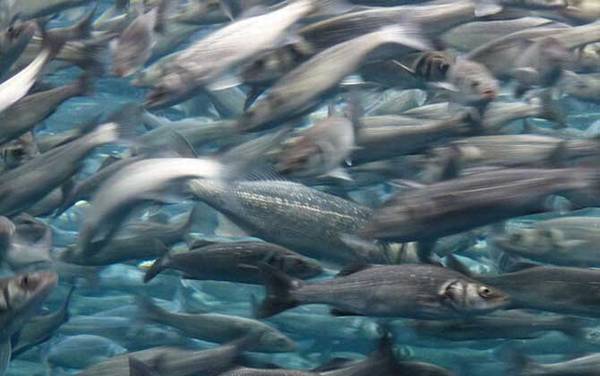 鲱鱼是什么鱼?