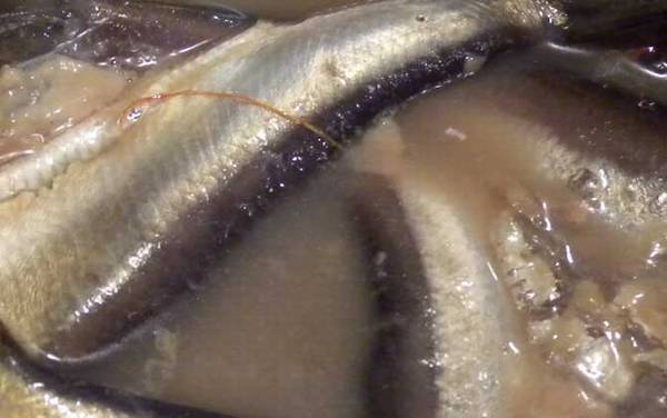 鲱鱼罐头为什么这么臭?