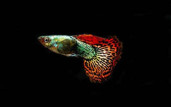 凤尾鱼养殖方法及注意事项