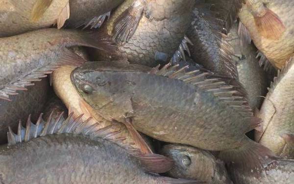 攀鲈鱼是国家保护动物吗?