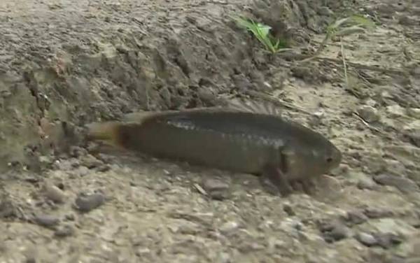 攀鲈鱼寿命是几年?