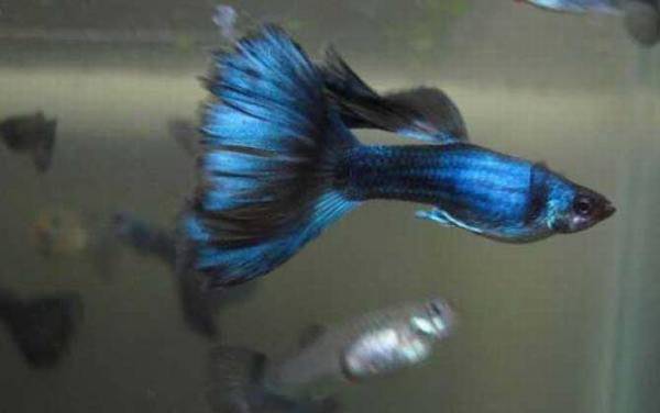 凤尾鱼从怀孕到生产多久?