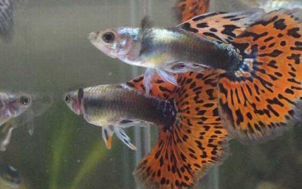 凤尾鱼从怀孕到生产多久?