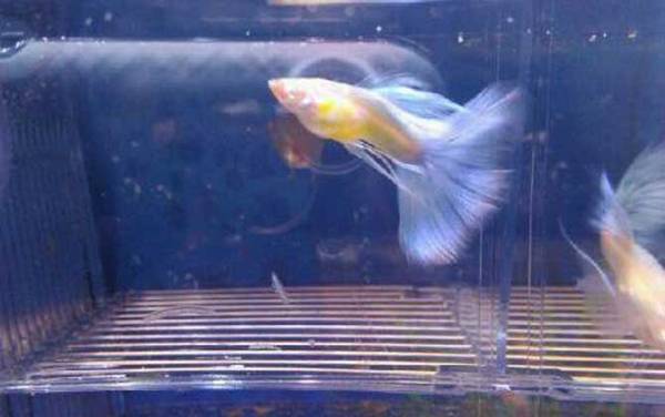 凤尾鱼从怀孕到生产多久?