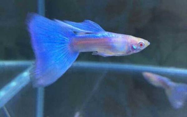 孔雀鱼是什么鱼?