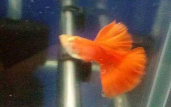 孔雀鱼怎么养不容易死?