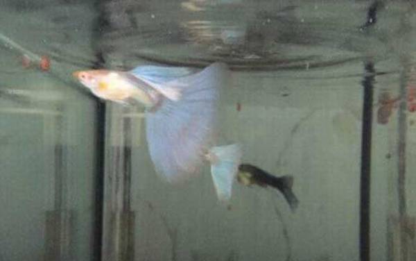 孔雀鱼怎么养不容易死?