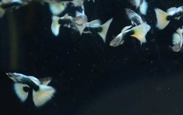 孔雀鱼怎么养不容易死?