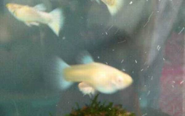 孔雀鱼怎么养不容易死?