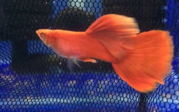 孔雀鱼怎么养不容易死?