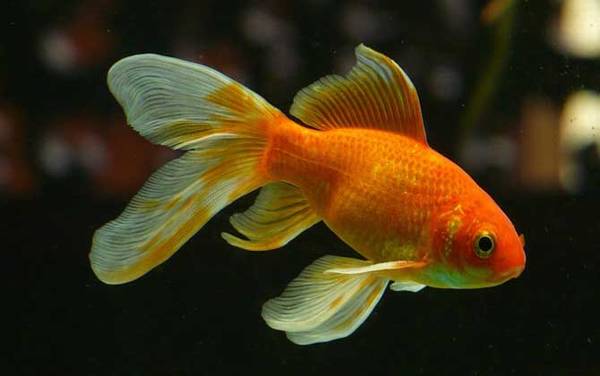 观赏鱼是什么鱼?