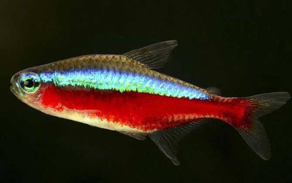 观赏鱼图片及名称大全