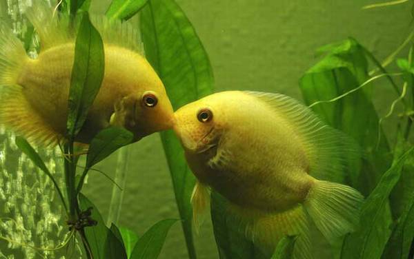 观赏鱼图片及名称大全