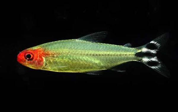 �������༰ͼƬ��ȫ