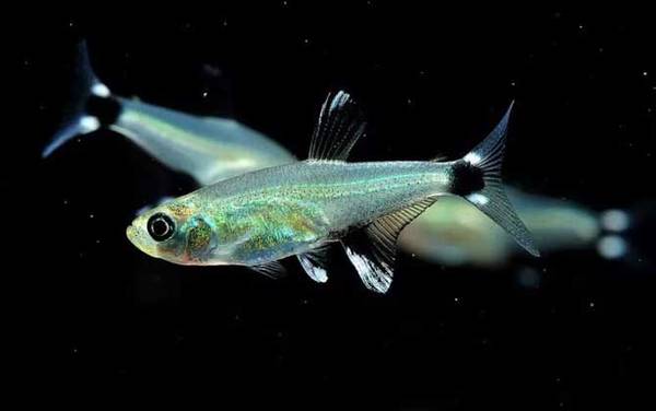 �������༰ͼƬ��ȫ