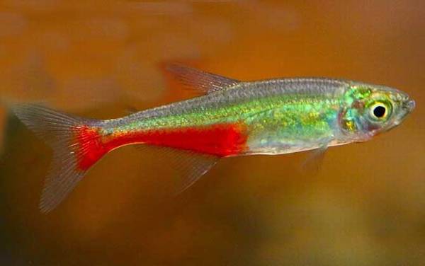 �������༰ͼƬ��ȫ