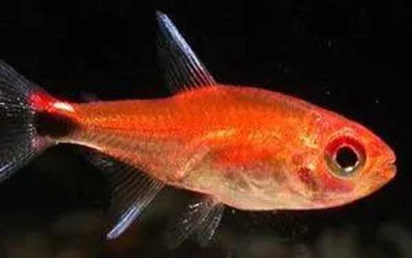 �������༰ͼƬ��ȫ