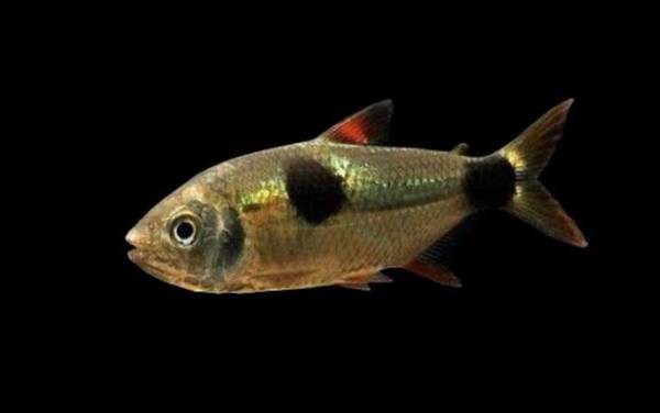 �������༰ͼƬ��ȫ